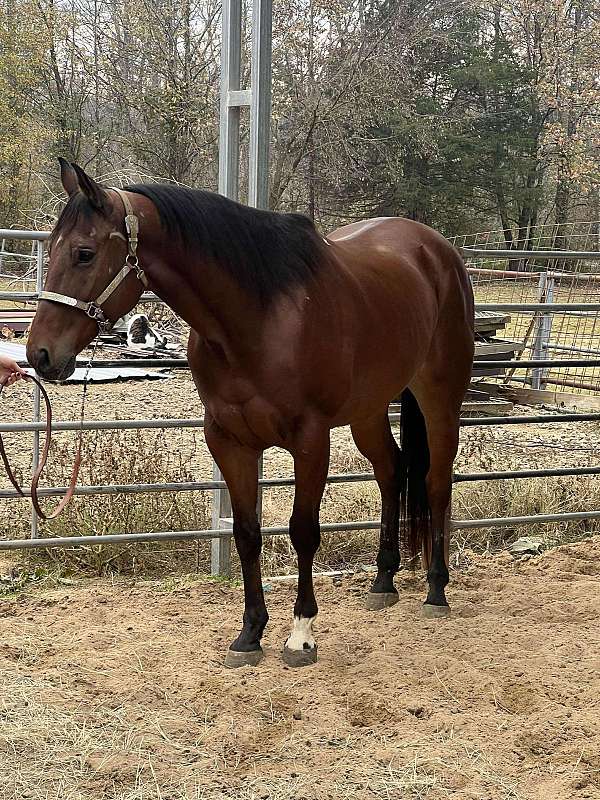 quarter-horse-gelding