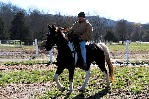 colt-for-sale-spotted-saddle-horse