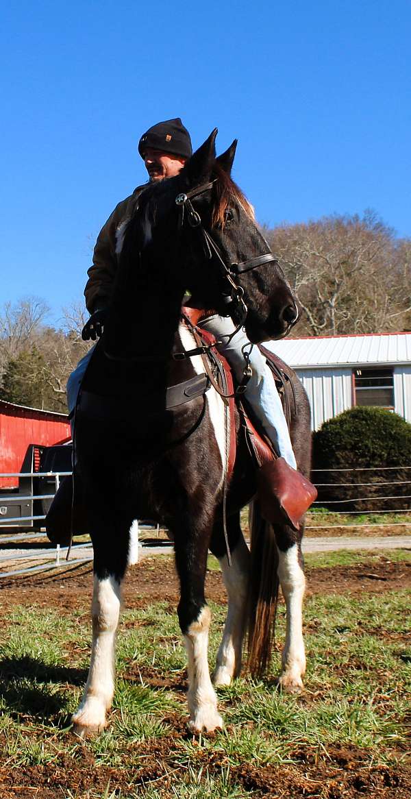 rocky-mountain-colt-spotted-saddle-horse