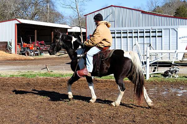 mcnatt-farm-spotted-saddle-horse