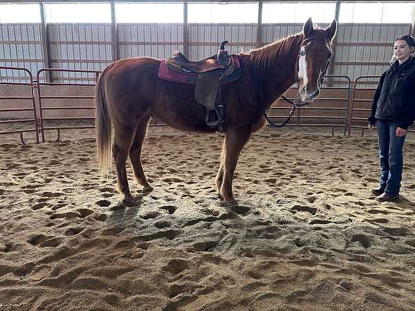 chestnut-badger-horse