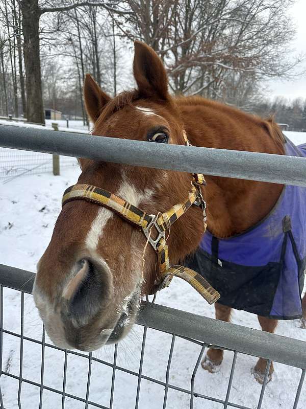 paint-blue-eyed-paint-horse