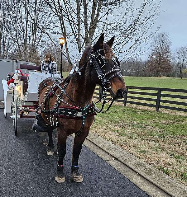 draft-horse-for-sale