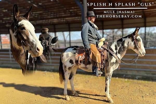 tobiano-nasma-gelding