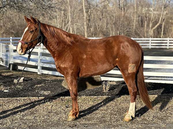 grade-quarter-horse-gelding