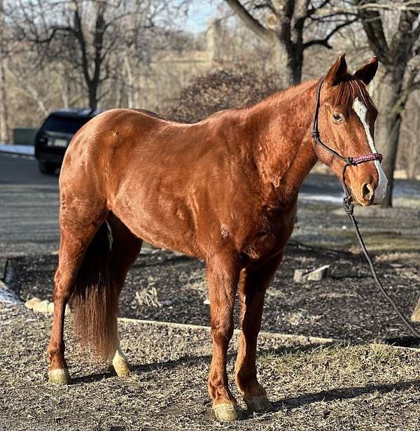 chestnut-blaze-socks-horse