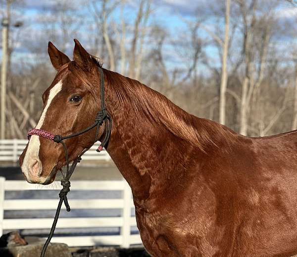 kid-safe-quarter-horse