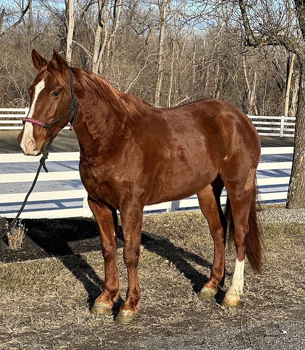 bombproof-quarter-horse