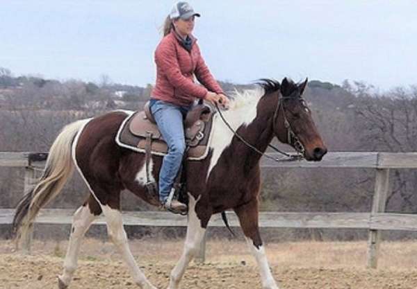 barrel-paint-horse