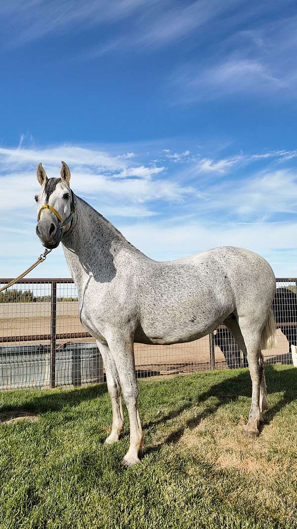 breeding-andalusian-friesian-horse