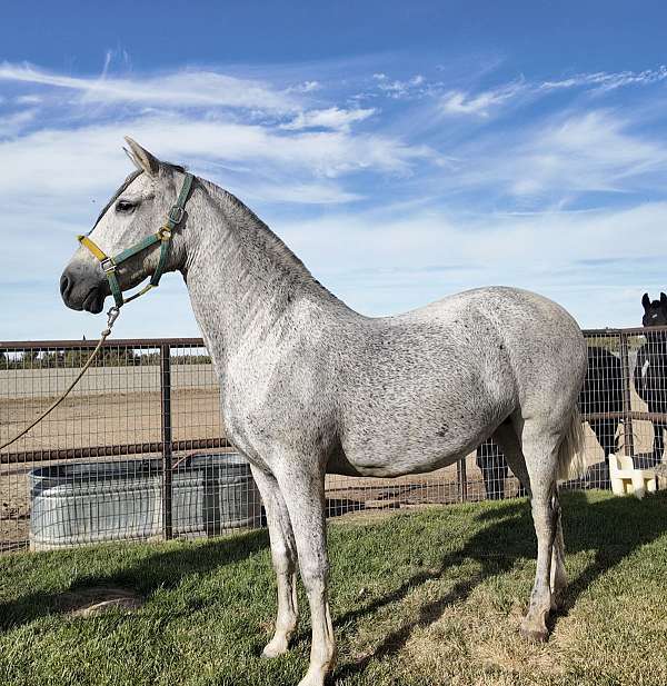 andalusian-horse-for-sale