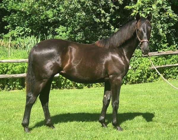 dressage-hanoverian-horse