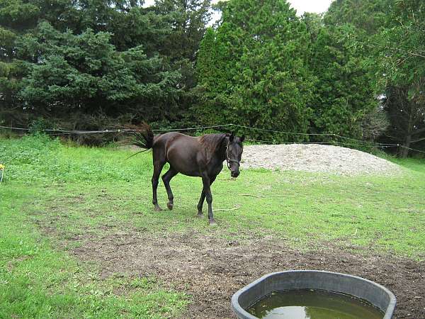 english-pleasure-hanoverian-horse