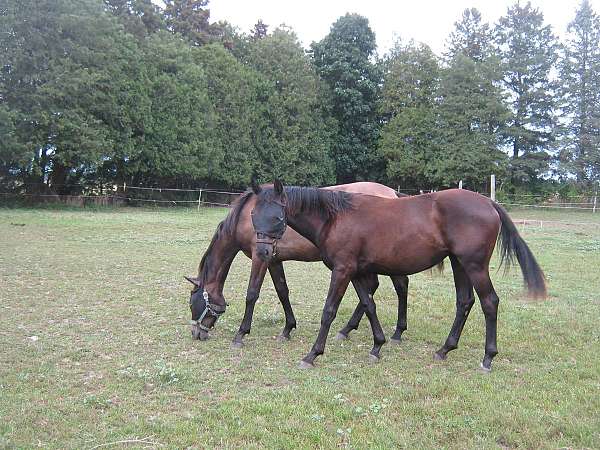 equitation-hanoverian-horse