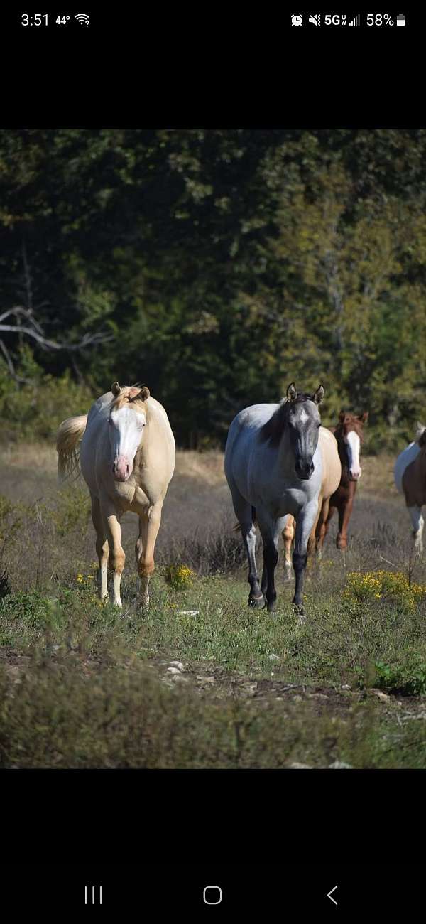 quarter-horse-filly