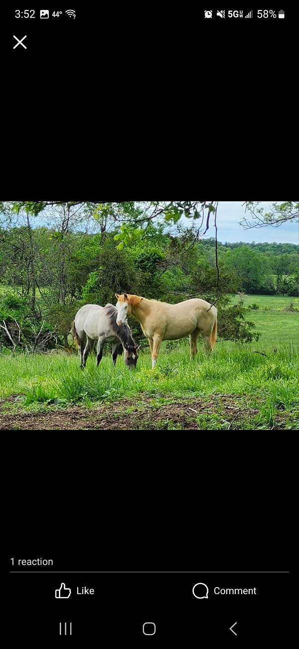 white-apha-aqha-filly