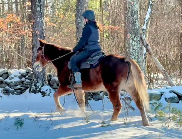 all-around-haflinger-horse