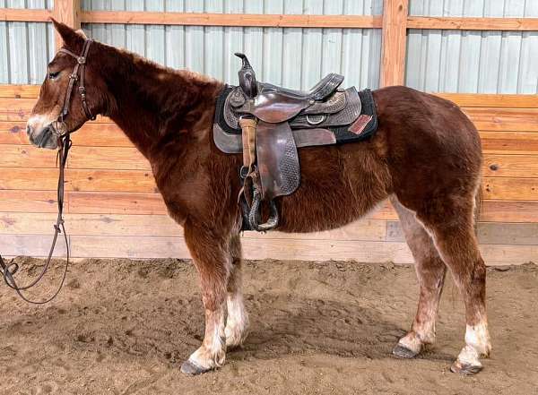 beginner-haflinger-horse