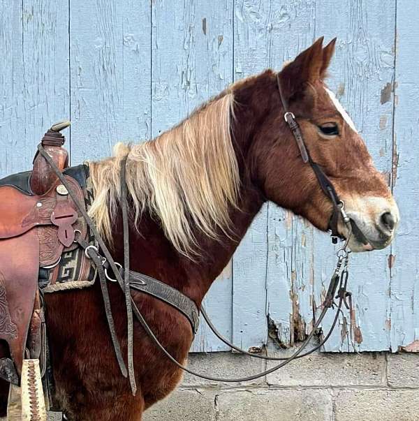 driving-haflinger-horse