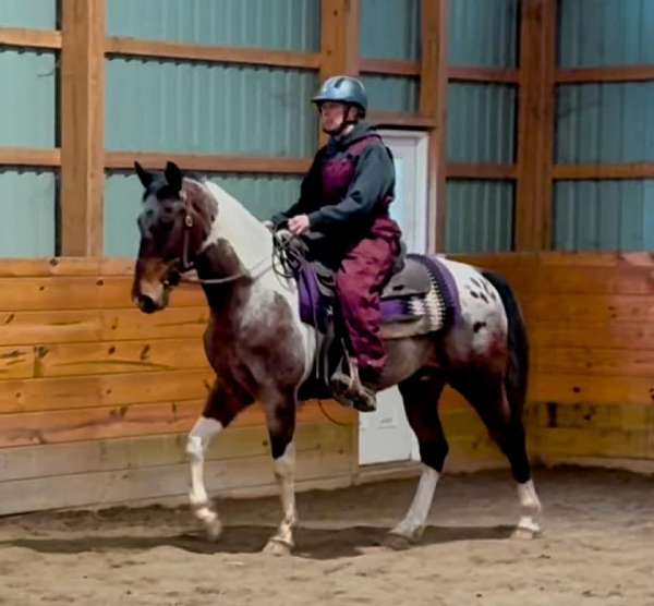 athletic-pinto-horse