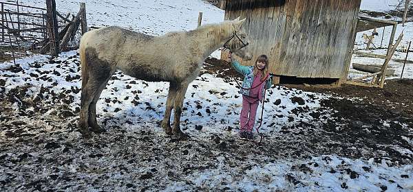 white-crossbred-pony-gelding