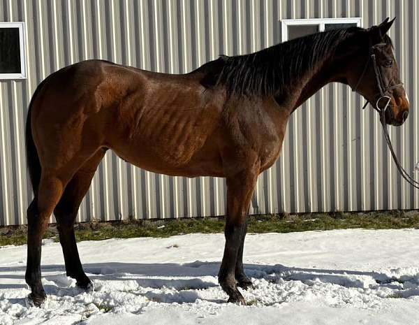 husband-safe-thoroughbred-pony