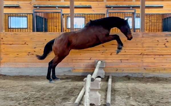 all-around-thoroughbred-pony