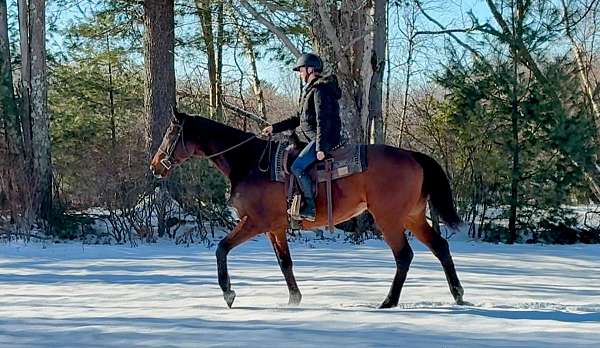 husband-safe-thoroughbred-pony