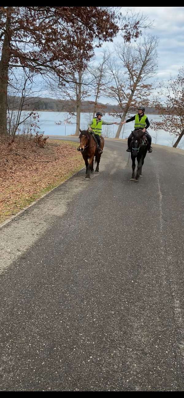 draft-percheron-horse