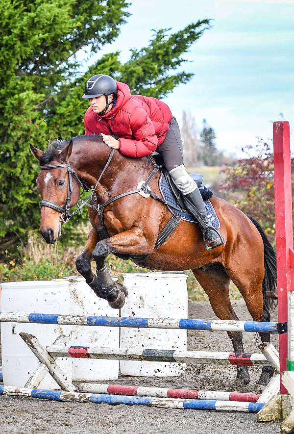 equitation-thoroughbred-horse