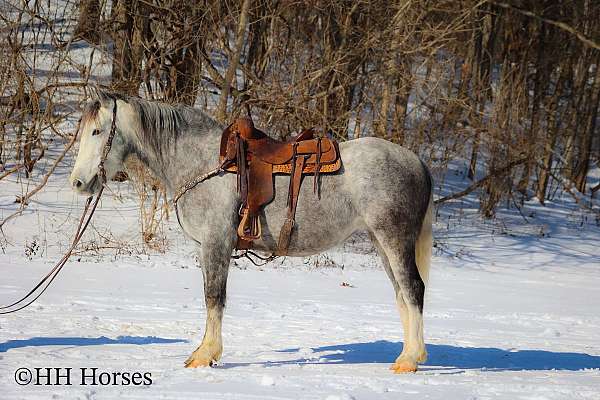 all-around-percheron-horse