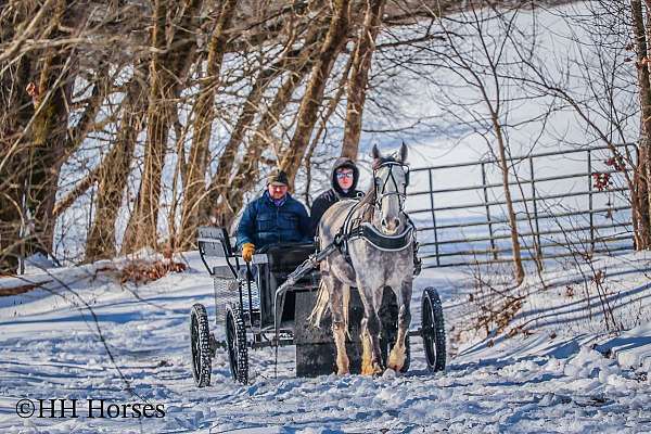 athletic-percheron-horse