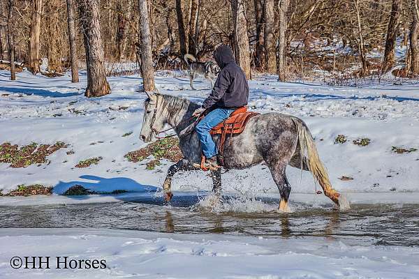 draft-percheron-horse