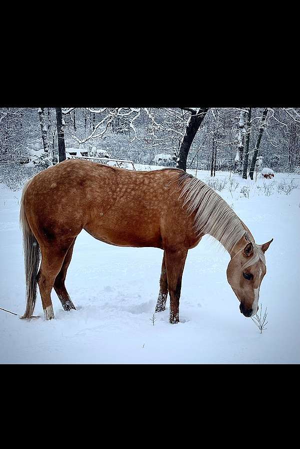 palomino-hypp-hn-pony