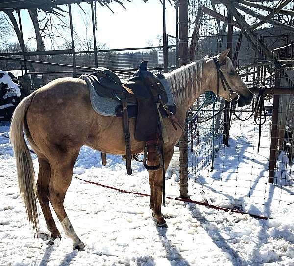 all-around-quarter-pony