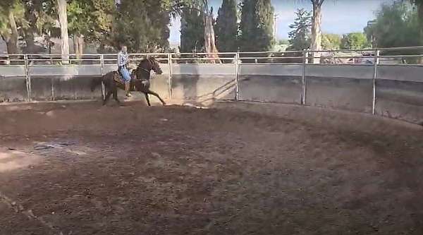 jumping-thoroughbred-horse