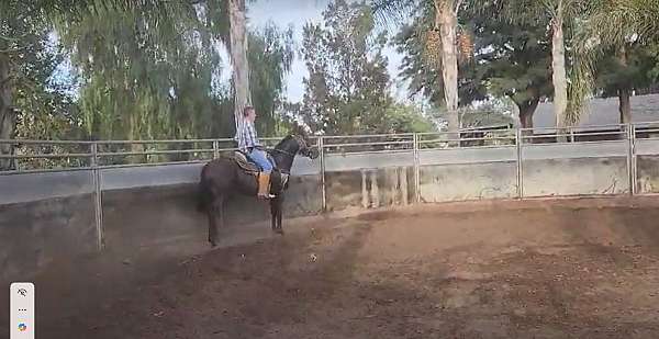 natural-horsemanship-training-thoroughbred-horse