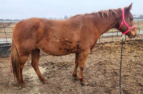 buckskin-palomino-ranch-working-horse