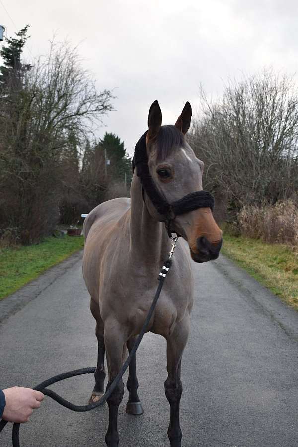 star-on-face-white-marks-legs-horse