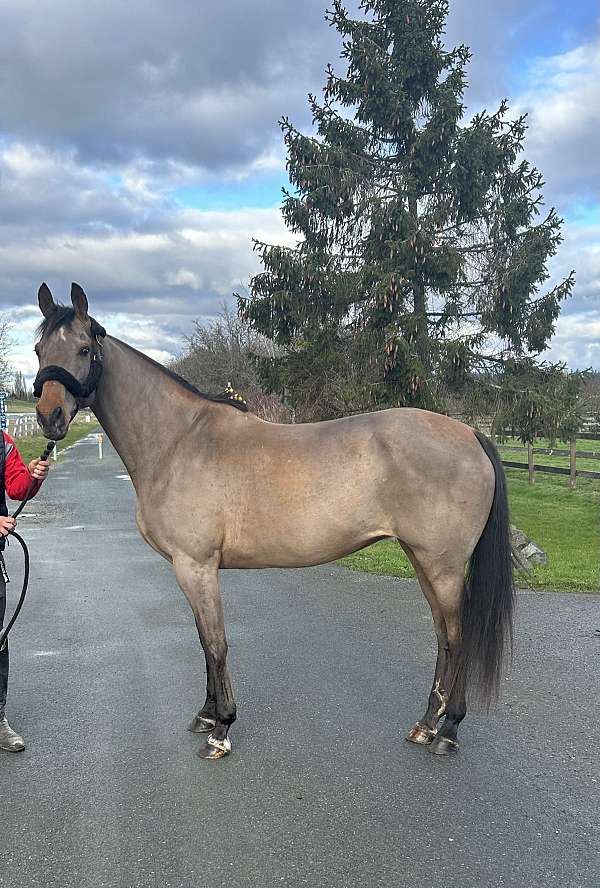 bay-star-on-face-white-marks-legs-horse