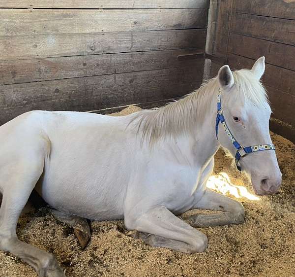 jumper-trained-thoroughbred-horse