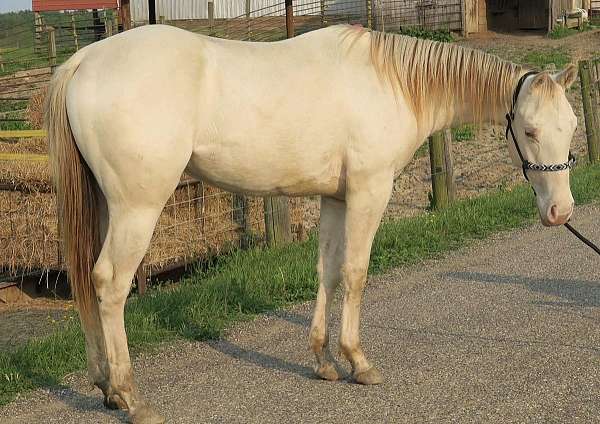 quarter-horse-for-sale