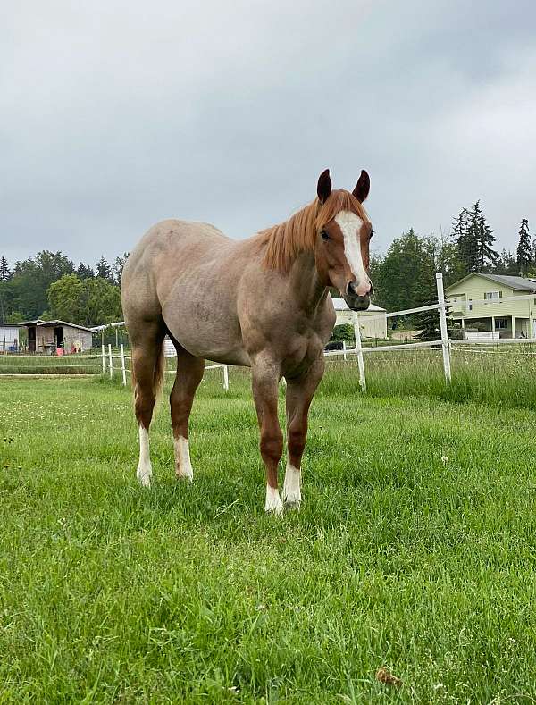 red-roan-roan-show-western-pleasure-horse