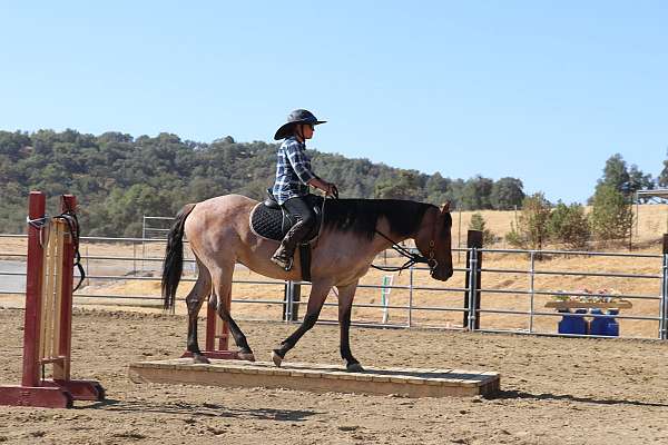 dun-roan-ridden-english-horse