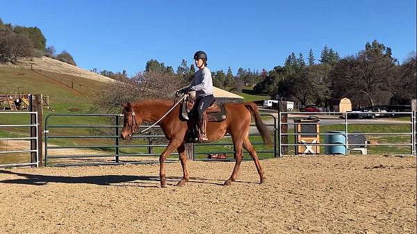 horsemanship-arabian-horse