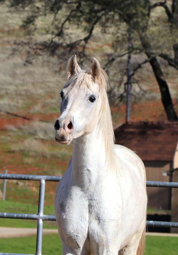 dressage-arabian-horse