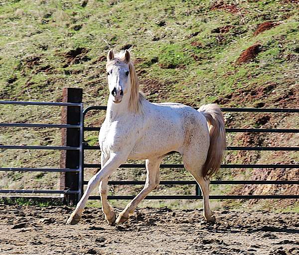 endurance-arabian-horse