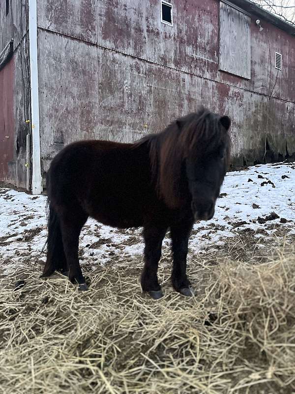 miniature-horse-for-sale