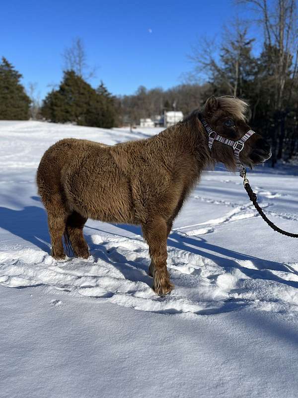 miniature-horse