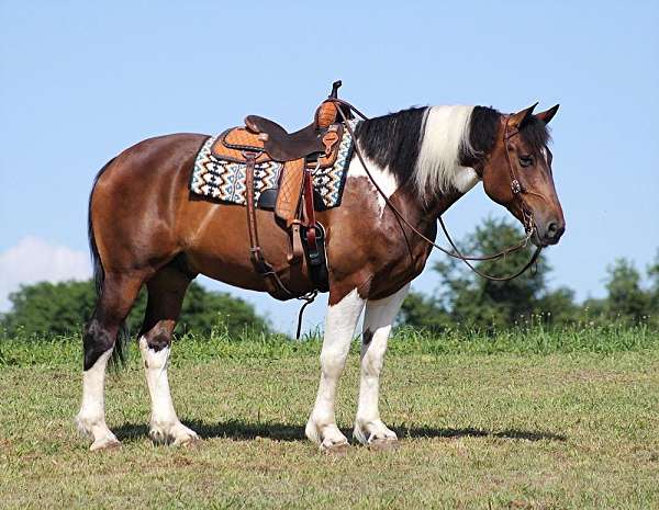 bay-tobiano-roping-trail-horse